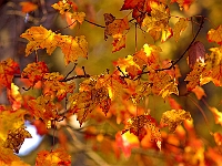 Autumn's Last Gasp 4